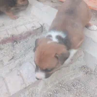 توله سگ پیت بول نر  و ماده ۲ ماه