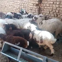 میش زاییده شکم اول ودوم