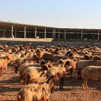 کارگر آشنا به دامداری