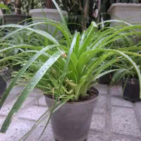 گل و گیاه.اپارتمانی‌.کاکتوس اناناسی.ساکولیت
