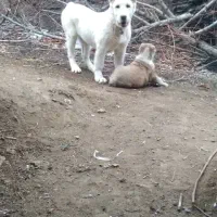 سگ آلابای ماده ۶ماهه