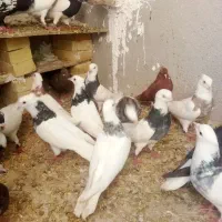 طوقی عطیعقه