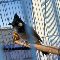 فروشی قیمت مفت