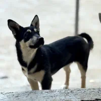 سگ مینیاتور پینچر|سگ|کنگاور, |دیوار