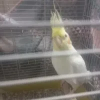 عروس هلندی لوتینو|پرنده|حمیدیا, |دیوار