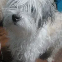 سگ پاکوتاه نژاد دار