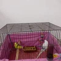 مرغ عشق با قفس|پرنده|گلپایگان, |دیوار