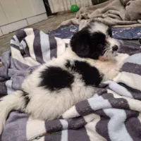 طوله شیدزو نر شیطون