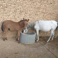 مادیان مایون با قاطر