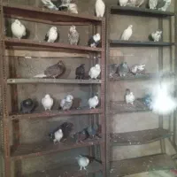 کبوتر اوچان