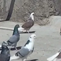 کفتر ابلغ سبز