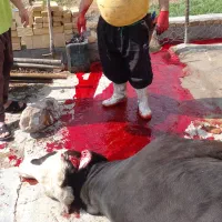 قصاب تمام وقت و حرفه ای