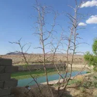 فروش نهال عناب