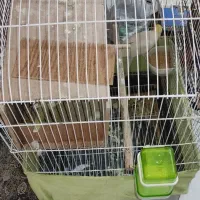 عروس هلندی|پرنده|آفتاب, |دیوار