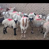 تعدادمیش وچبوش بزغاله ماده قیمت3550|حیوانات مزرعه|گزیک, |دیوار