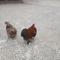 مرغ امپراطوری|حیوانات مزرعه|رودبنه, |دیوار