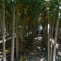 نهال صنوبرنیگرا ترکیه