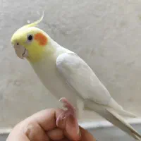 عروس هلندی لوتینو نر و ماده|پرنده|قم, یزدانشهر|دیوار