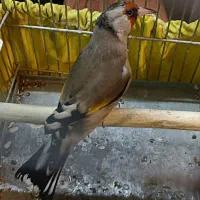 (( سهره دوساله))