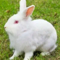 خرگوش نر سفید
