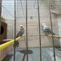 مرغ عشق انگلیسی مولد سه جفت