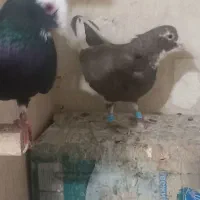 نرو ماده قره کرمونی|پرنده|شیراز, حومه شیراز|دیوار