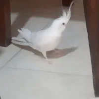 طوطی عروس هلندی