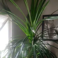 به علت کوچک بودن فضا کم و بزرگ شدن گل