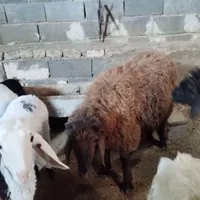 بره .نره آماده.بزه ومیشی چاق فقط برای کشتار جوان|حیوانات مزرعه|شیروان (خراسان), |دیوار