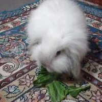 خرگوش|موش و خرگوش|بندر امام خمینی, |دیوار