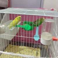 جفت مرغ عشق بالغ