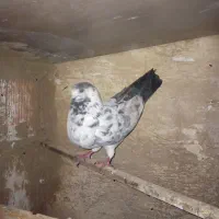 کفتر نر|پرنده|کرج, جهان‌شهر|دیوار