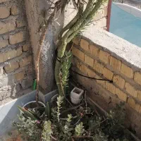 گل وگلدان|گل و گیاه طبیعی|شیراز, آزادگان|دیوار