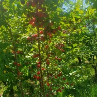 فروش باغ ویلا شرفخانه|فروش خانه و ویلا|تسوج, |دیوار