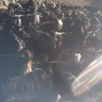 فروش بز|حیوانات مزرعه|سیوان, |دیوار