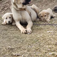 ماده پژدر|سگ|سنندج, |دیوار