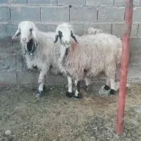 فروش میش بره کهره بز شیشک بختیاری شهر کردی|حیوانات مزرعه|کوار, |دیوار