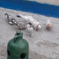 کبوتر