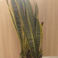 گل طبیعی آپارتمانی