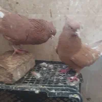 کفتر رنگی دم سفید