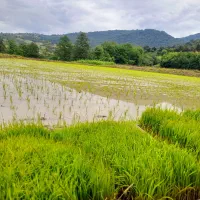 فروش زمین شالیزاری در روستای واستان ساری