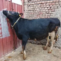 گاو|حیوانات مزرعه|جوکار, |دیوار