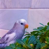 گمشده پرنده طوطی برزیلی|پرنده|سرعین, |دیوار