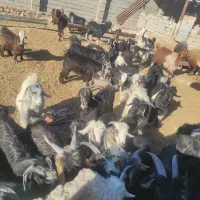 بز  گوسفند|حیوانات مزرعه|مسجد سلیمان, |دیوار