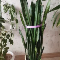 گل طبیعی|گل و گیاه طبیعی|اهر, |دیوار