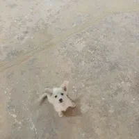 توله تول