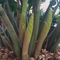 گیاه غول پیکر با۱۸تا پاجوش مخصوص خاص پسندها|گل و گیاه طبیعی|شیروان (خراسان), |دیوار