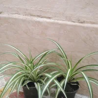 گل گندمی|گل و گیاه طبیعی|رشت, دروازه لاکان|دیوار