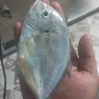 ماهی فروشی|ماهی|بندر کنگان, |دیوار