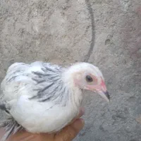 جوجه برهما لایت و بوف نزدیک سه ماهه